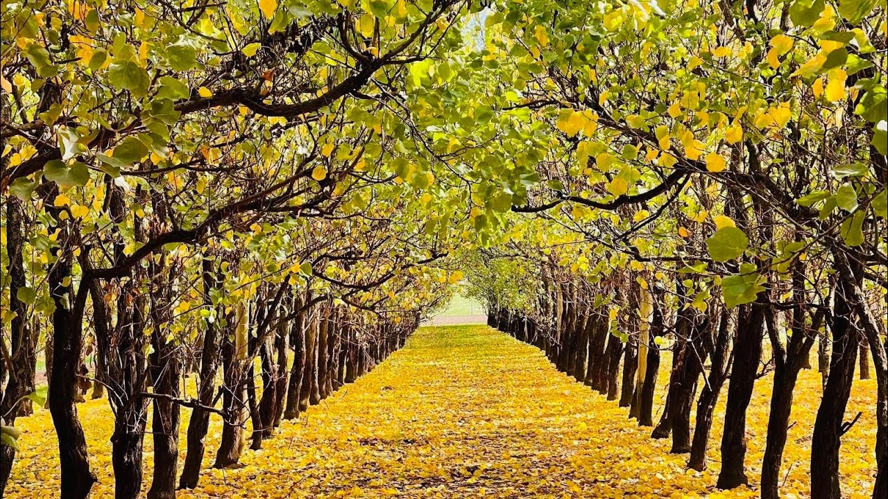 S&R Orchard Perth | Autumn Festival | Western Australia | 2023