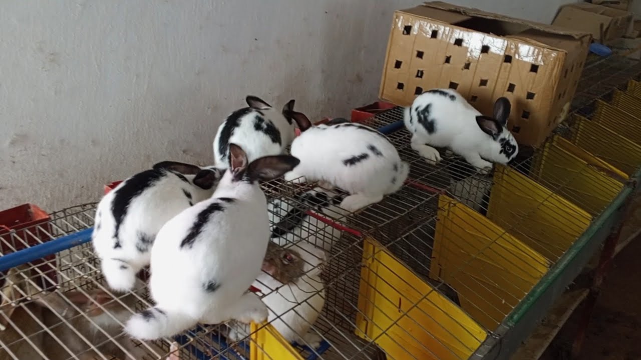 معلومات تربية الأرانب مرحبا بكم في بث مباشر