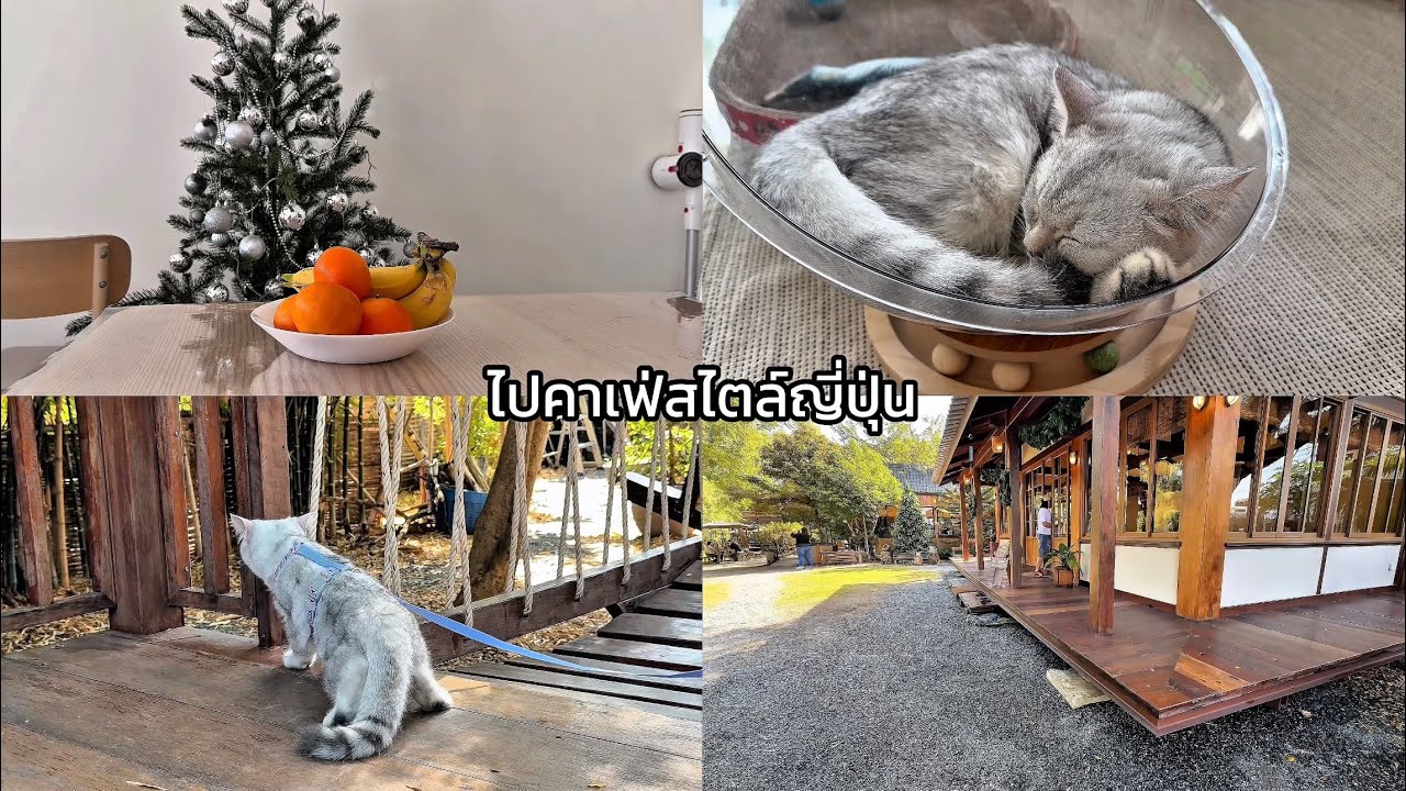 ชีวิตติดแมว EP. 03 • มีนกมาทำรังที่ต้นไม้ในสวน ไปคาเฟ่ pet friendly สไตล์ญี่ปุ่นไกล้กรุงเทพฯ