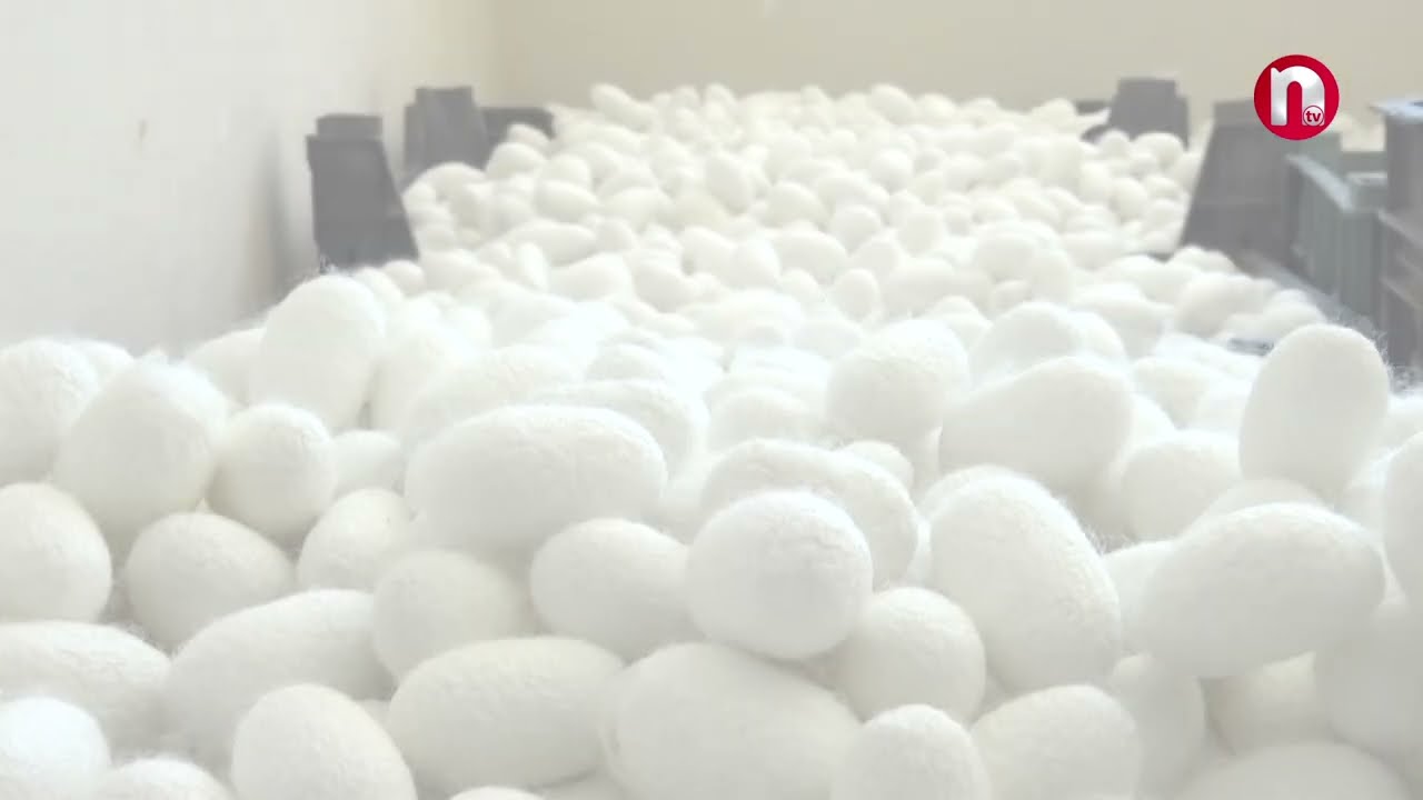 Made in Nakhchivan: İpəkçilik və baramaçılıq - 11.10.2024
