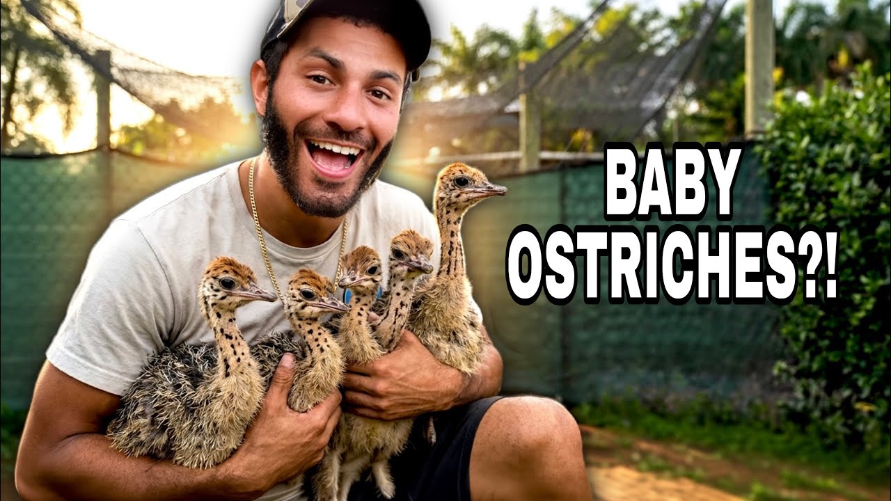 I Bought 12 BABY Ostriches!!