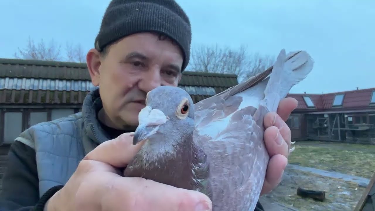 Gołębie czerwone,płowe Janseen Vos linia Łepuch mały vos , playboy do rozpłodu 513016809 Artur