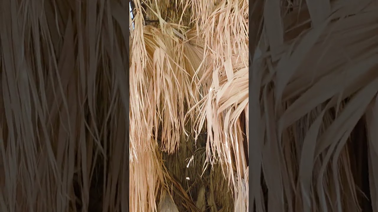 Lost Palms Oasis — Joshua Tree’s Hidden Paradise Cottonwood Nature