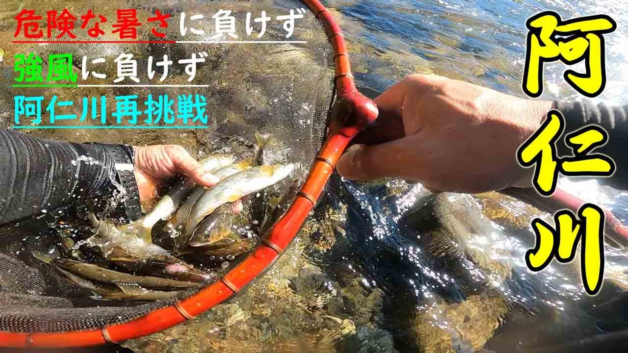 【鮎釣り】猛暑の中の阿仁川再挑戦！！