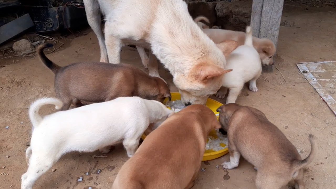 Day 13 feeding poor mother dog and 9 puppies living in deep soil (EP59)