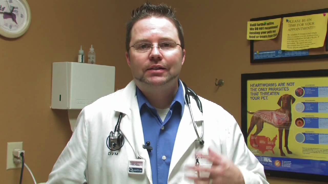 Cat Care: Fleas & Parasites : Symptoms of Heartworms in Cats