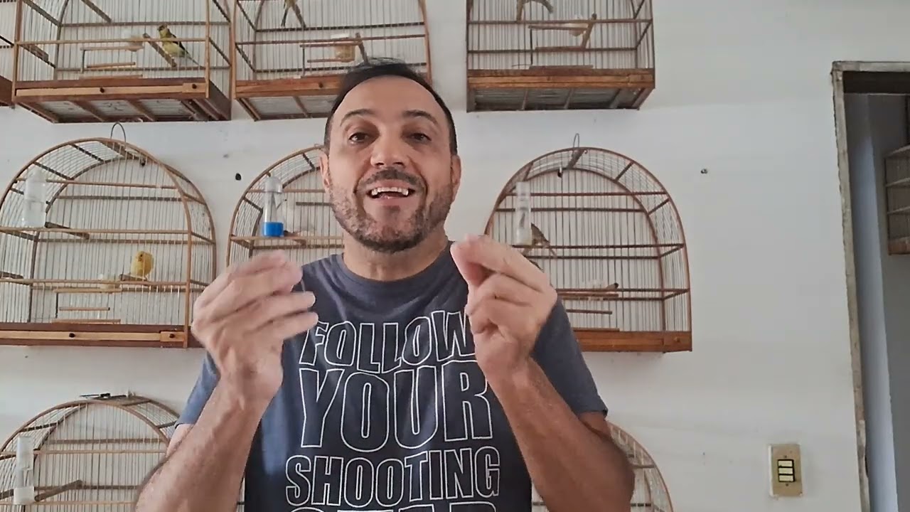 Quanto custa o canário belga para mim