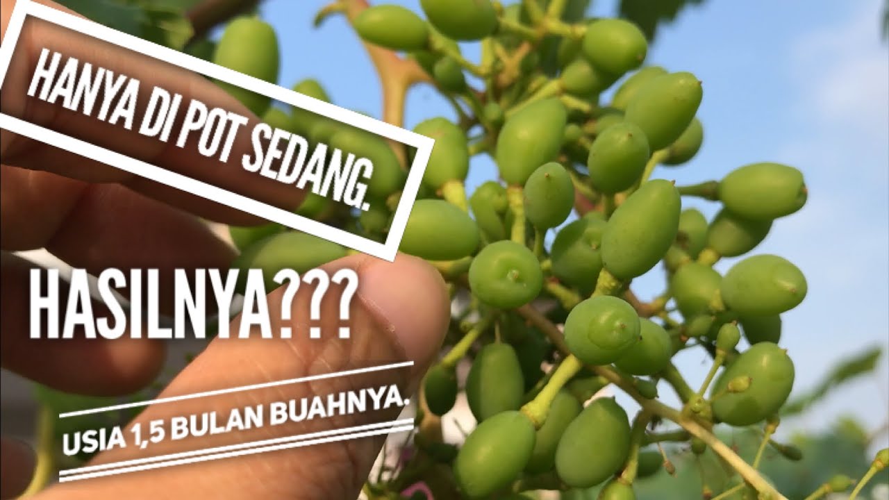 Anggur ninel 45 HSP tabulampot anggur berbuah lebat di pot ukuran sedang