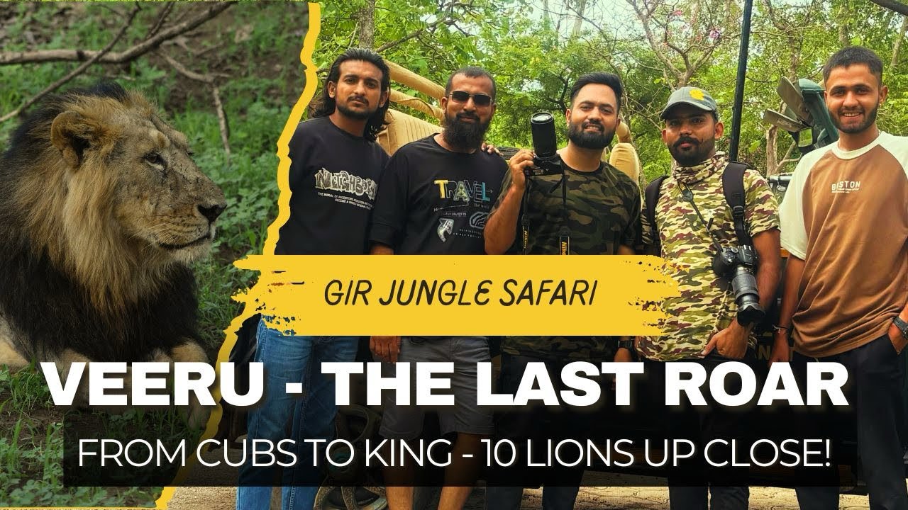 Gir Jungle Safari | Tribute to Veeru – The Last Roar | Filmed by Shabdopasak