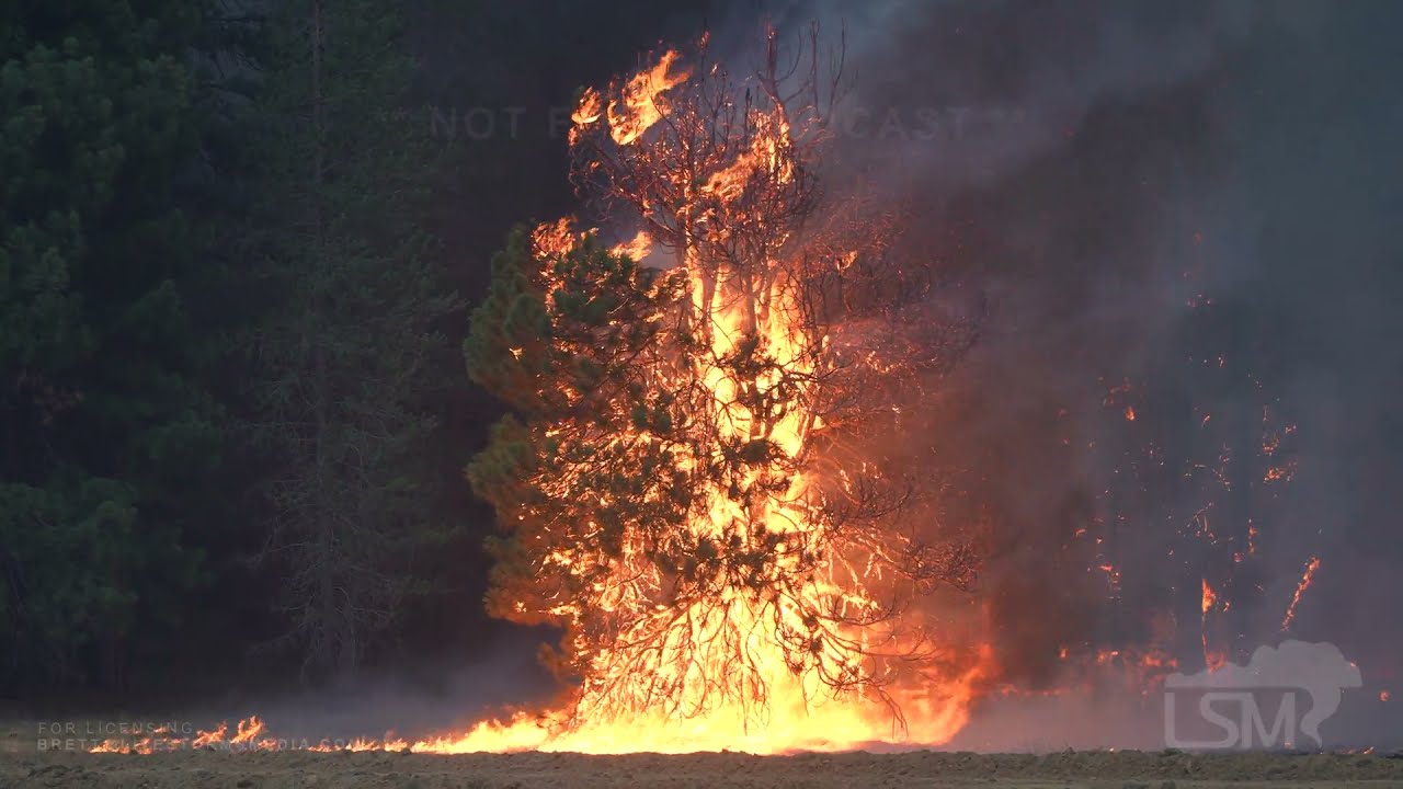 8-4-2021 Lake Almanor to Mill Creek, Ca Dixie Fire jumps HWY 89- Threatens Hwy 36