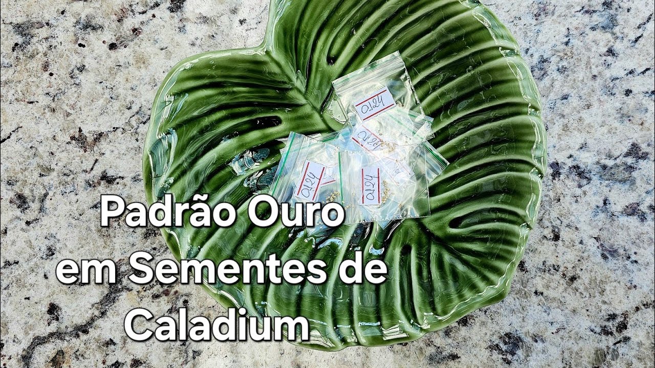 Sementes de Caladium PADRÃO OURO!✨️✨️✨️ FORÇA,  BELEZA E TOTAL DELICADEZA! WhatsApp 3298563551 🌸🤲🤗