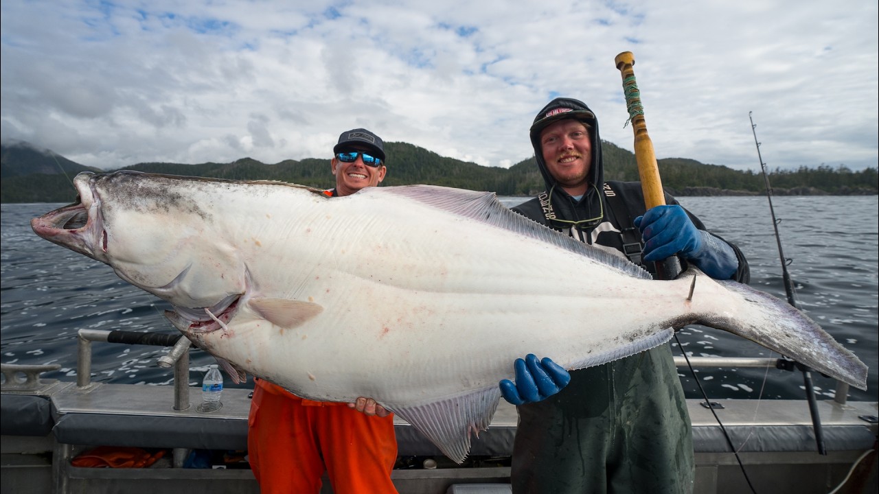 GIANT Alaskan Halibut! (Catch Clean Cook)- Alaska Fishing Lodge