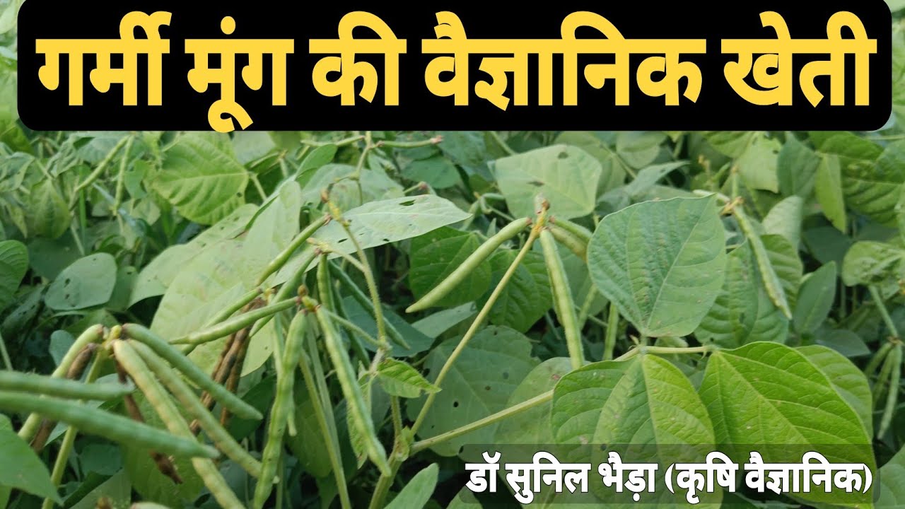 गर्मियों मे मूंग की शानदार खेती कैसे करें- पीलिया रोग प्रतिरोधी किस्में, फर्टिलाइजर, खरपतवार कंट्रोल