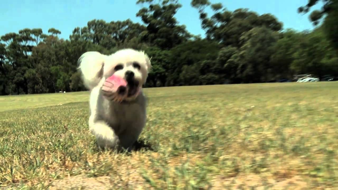 All About Animals Episode 1 Preview