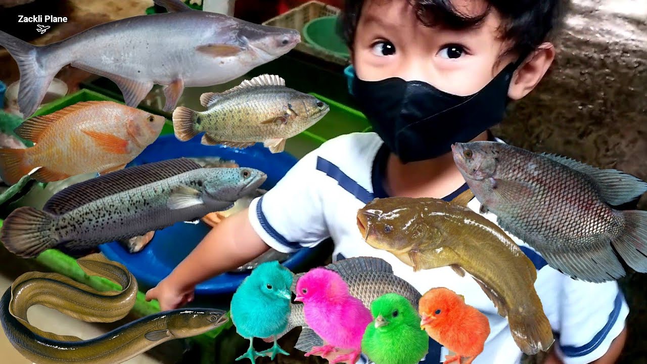 Borong Semua Jenis Ikan sungai Gurame, Lele, Gabus, Belut, Betok, Toman, Patin, Nila & anak ayam