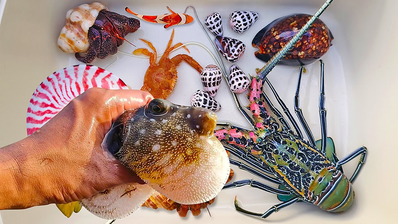 Tangkap ikan buntal dan kelomang, siput, keong, kepiting, ikan nemo, hewan laut, landak laut