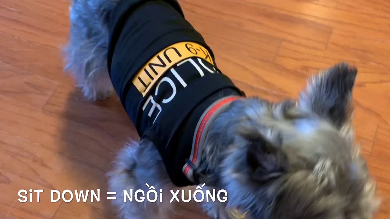 How to talk with dogs in Vietnamese | “Come here, sit down, lie down, stand up” in Vietnamese