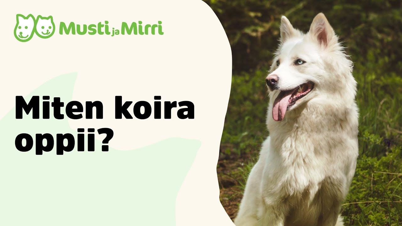 Miten koira oppii?