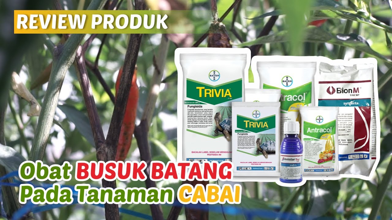Fungisida Ampuh Mengatasi Busuk Batang Tanaman Cabe! Review Antracol, AmistarTop, Trivia, Bion M