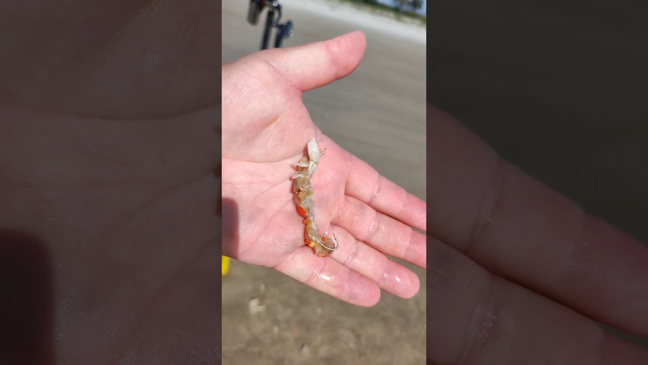 Como iscar um Corrupto 🐠