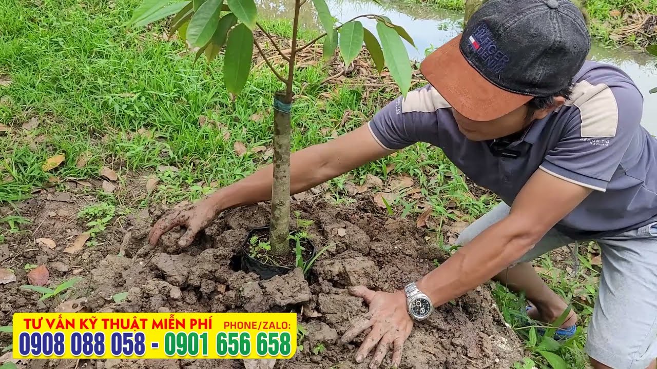 Cách trồng sầu riêng - CHUẨN HỮU CƠ - KỸ THUẬT TRỒNG