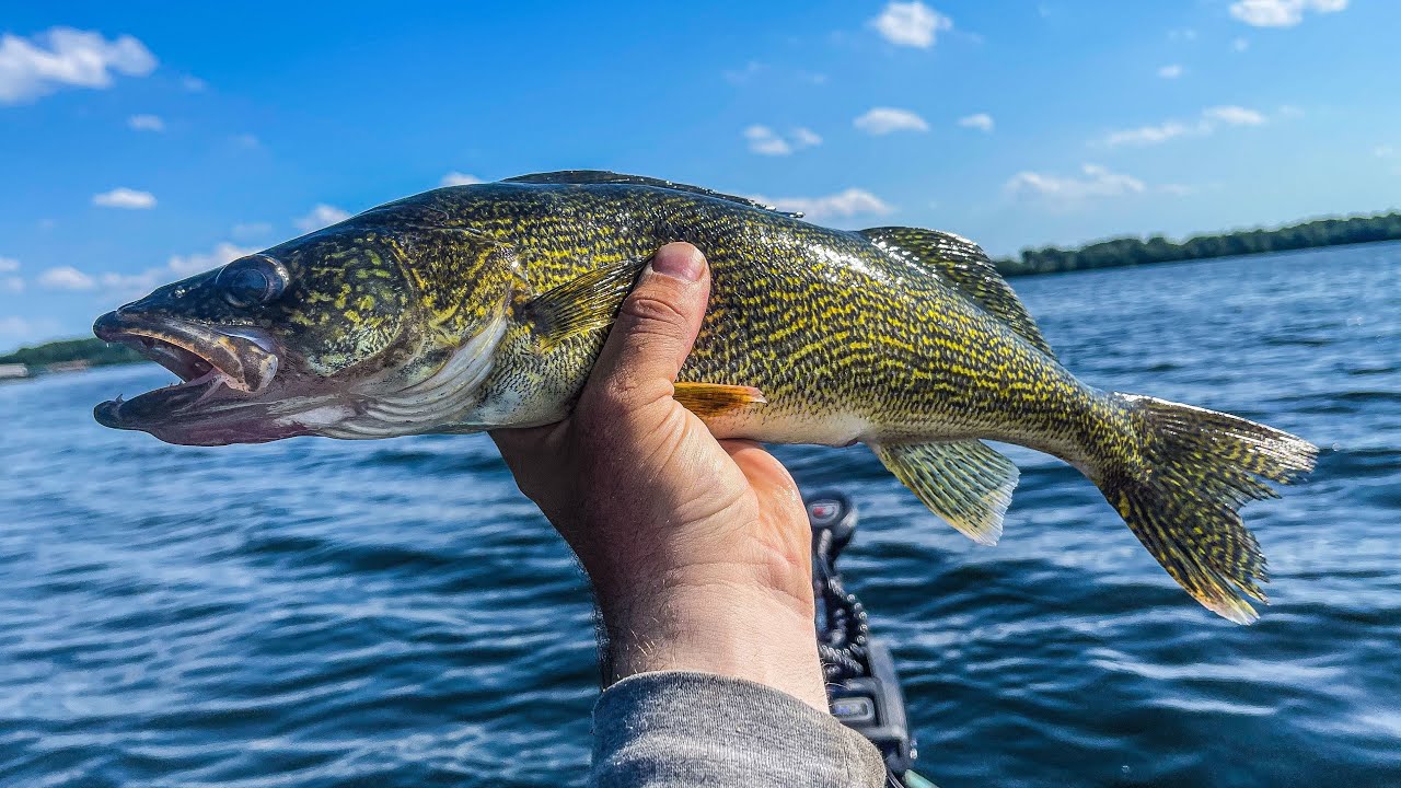 this Southern Minnesota lake Is Fish paradise! (walleye, bass, pike)