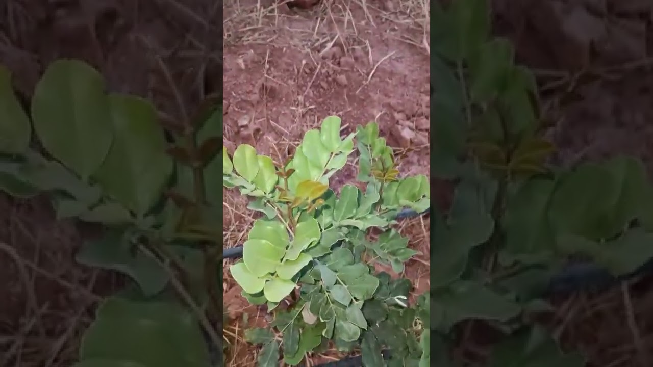 الاستغناء عن شجر الزيتون وتعويضه بشجرة الخروب (انصح بأتباع هذه الطريقة)