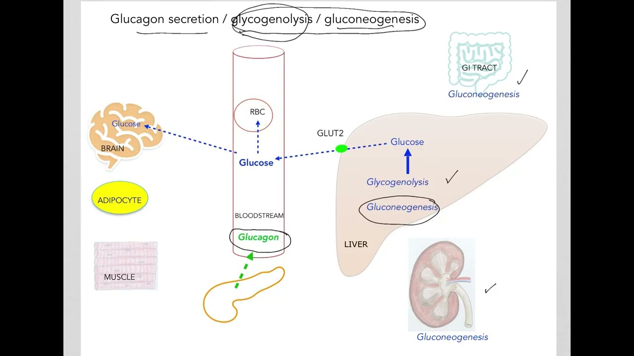 9.0 Fasting blood glucose test, hypoglycemia and hyperglycemia
