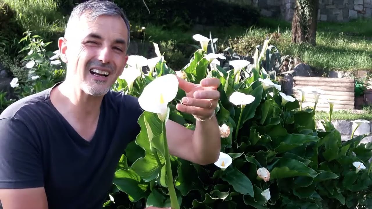 Come si coltiva la calla? Consigli su come farla fiorire