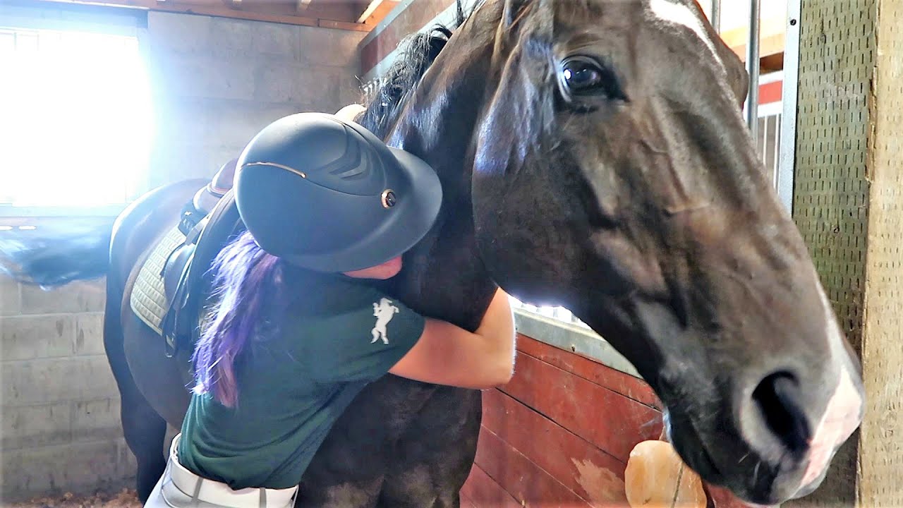 MEET MY NEW SHOW HORSE!