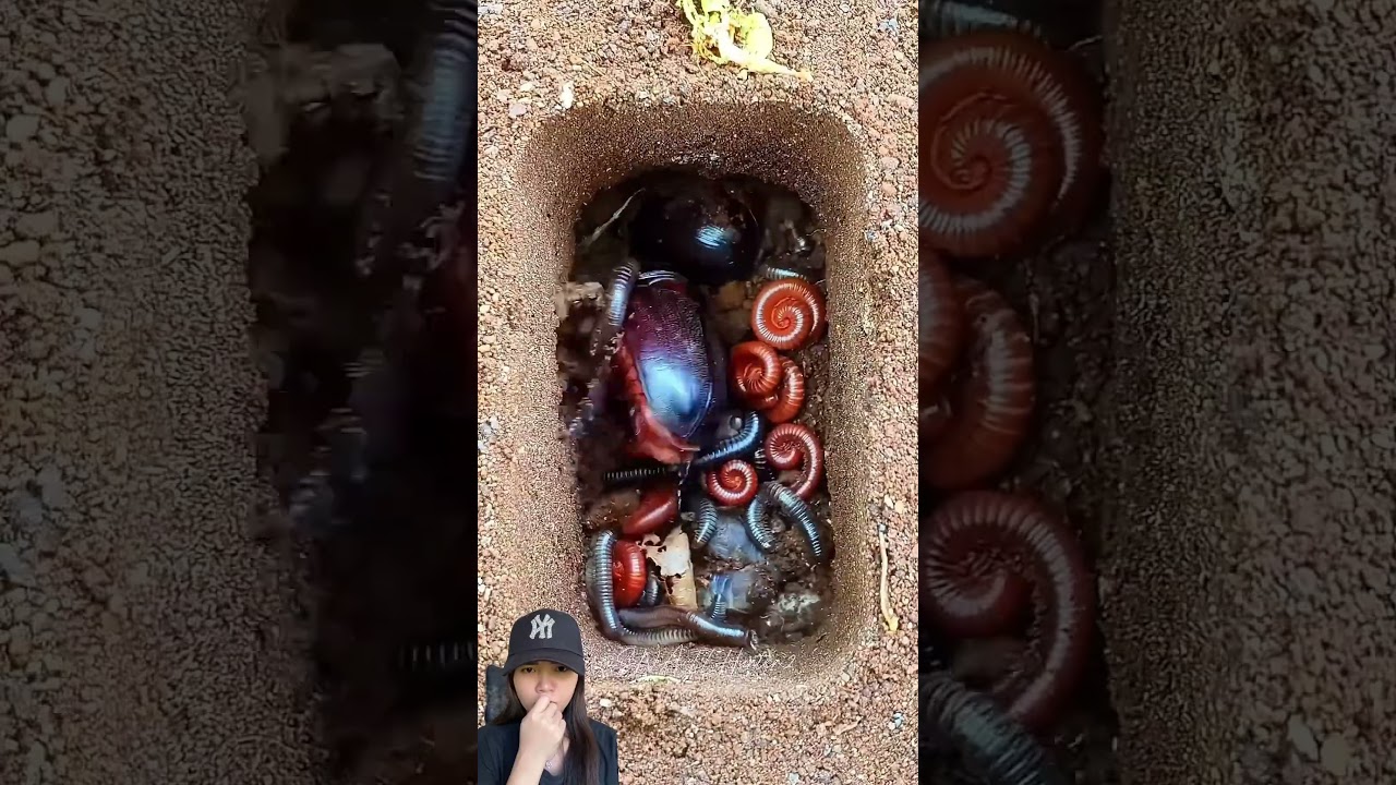 KENAPA SEMUA DI MASUK KAN KE LOBANG KAK ‼️#shorts #funny #dubbing