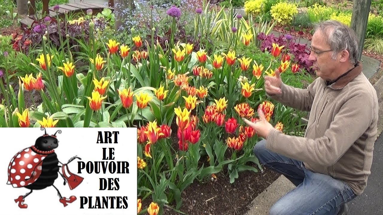 Tuto jardin:création massif de bulbes:tulipes, alliums, narcisses, plantation, entretien, arrachage