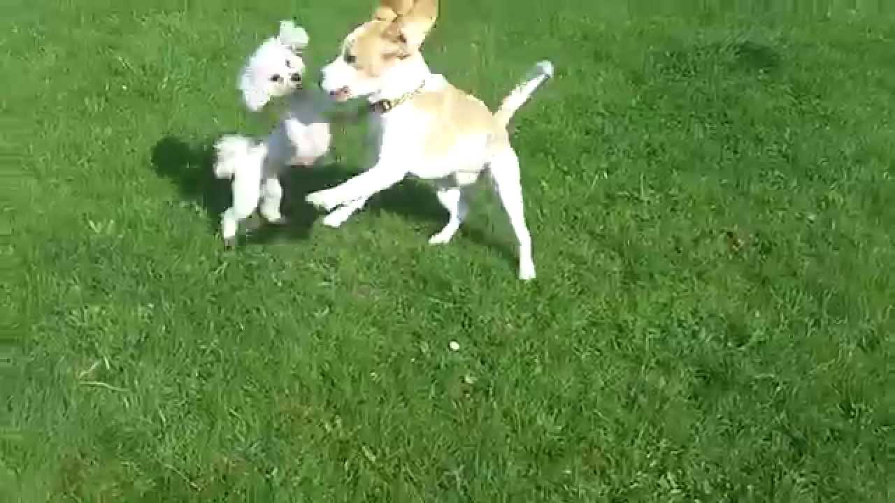 Beagle and Bichon Frise at A & B Dogs Boarding & Training Kennels.