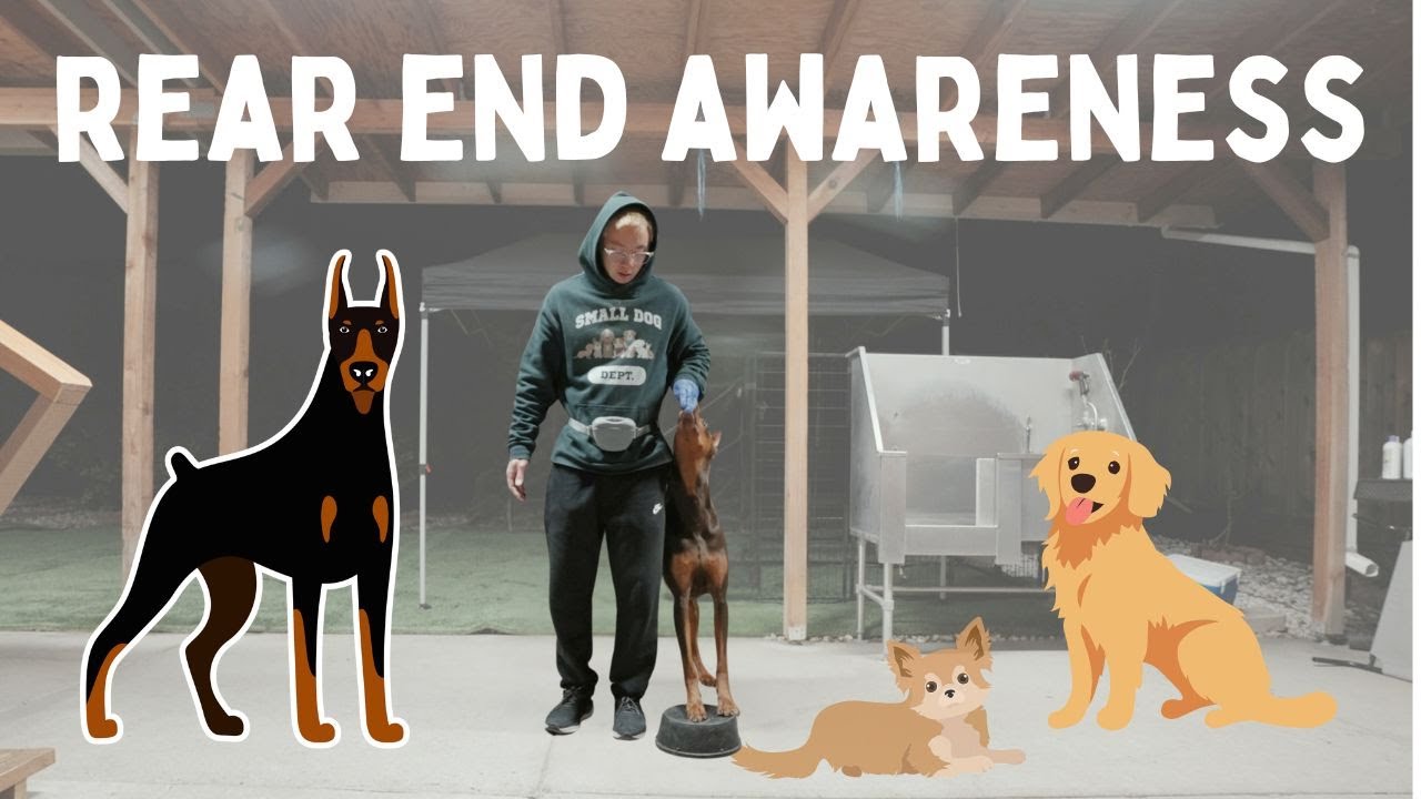 Teach a Dog Orbit / Rear End Awareness