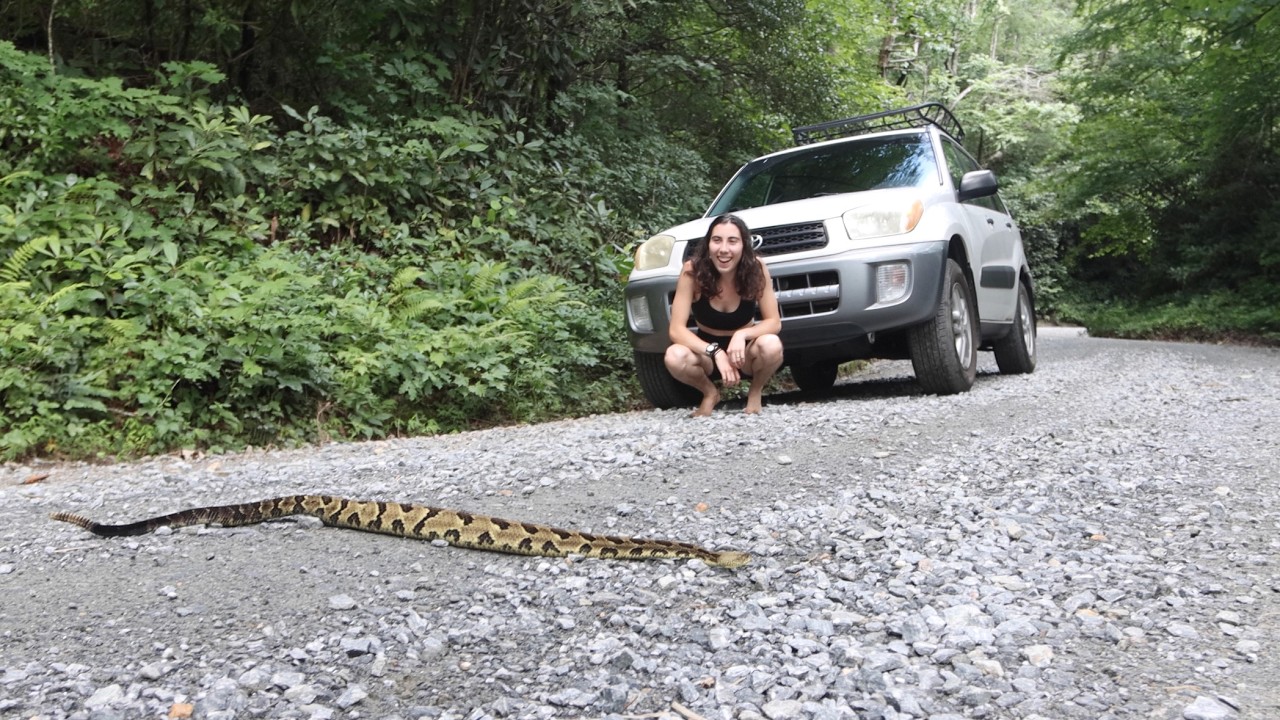 Rattlesnake surprise!