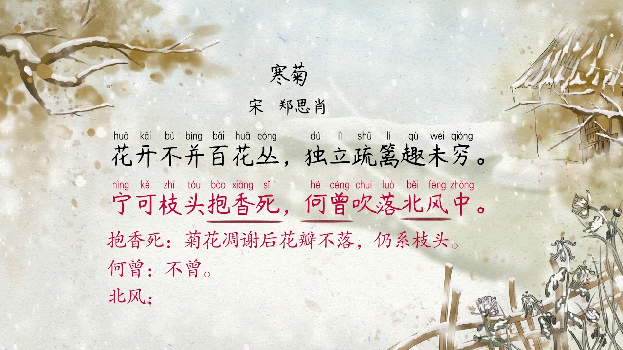寒菊