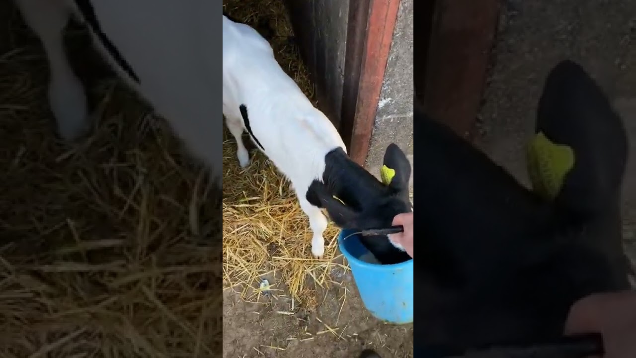 BUCKET FEEDING A CALF WITH COLOSTRUM