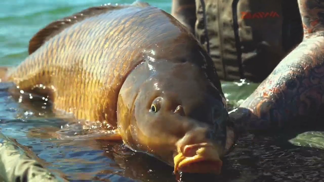 CARPFISHING IN SLOVENIA - LAKE KROG - RD MURSKA SOBOTA