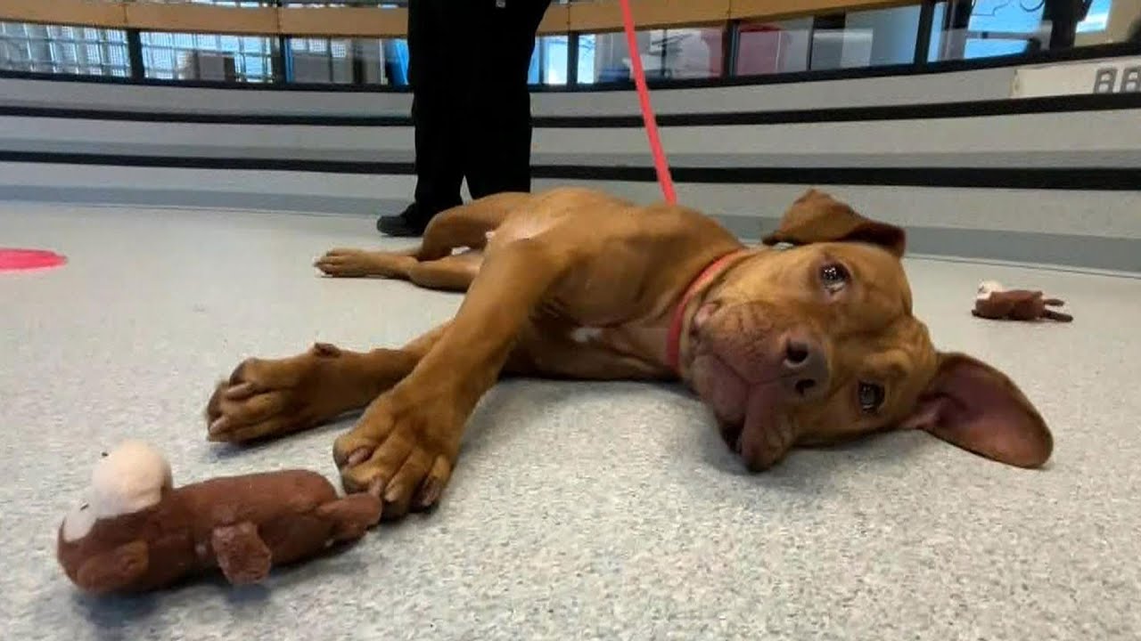 Toronto waives adoption fees for large dogs in new holiday campaign