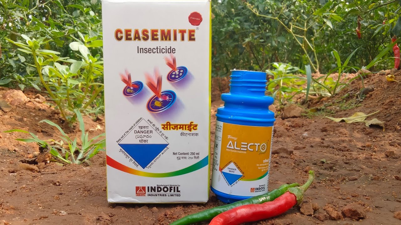 ALECTO (idofil) effect in mirchi 🌶️🌶️ 🌶️