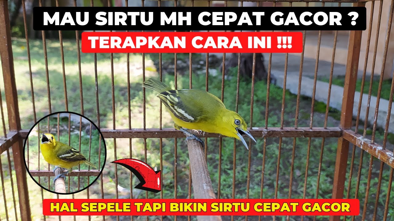 CUMA SEPELE TAPI BIKIN SIRTU MH CEPAT GACOR❗BANYAK YANG TIDAK SADAR❗