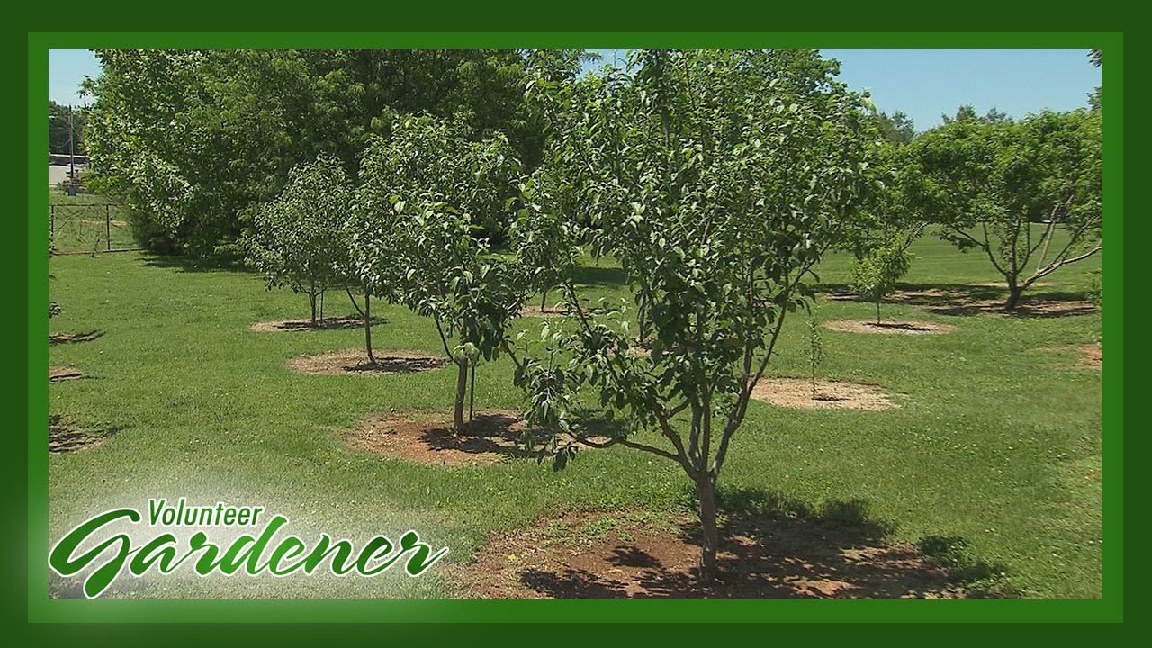 Heirloom Orchard at Carter House | Volunteer Gardener