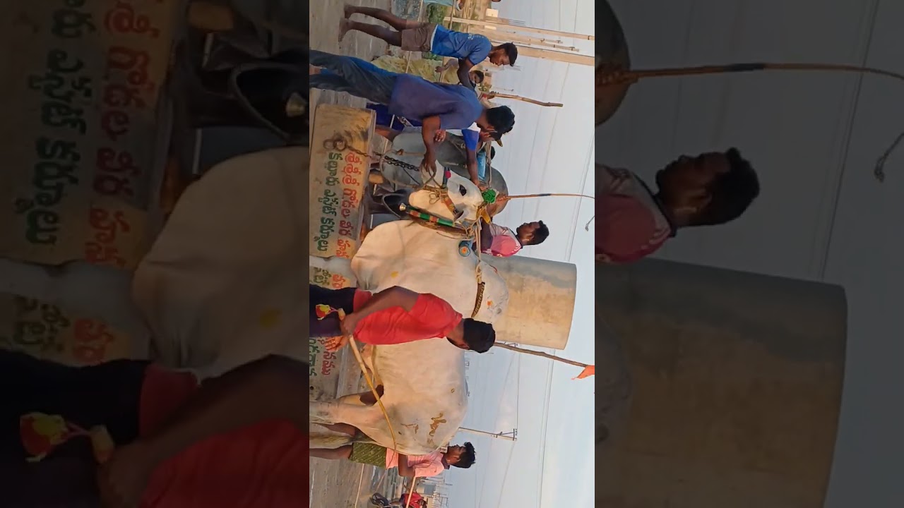 2024 Kallur Estate Senior Bull Races Won The 1st Prize 50,000