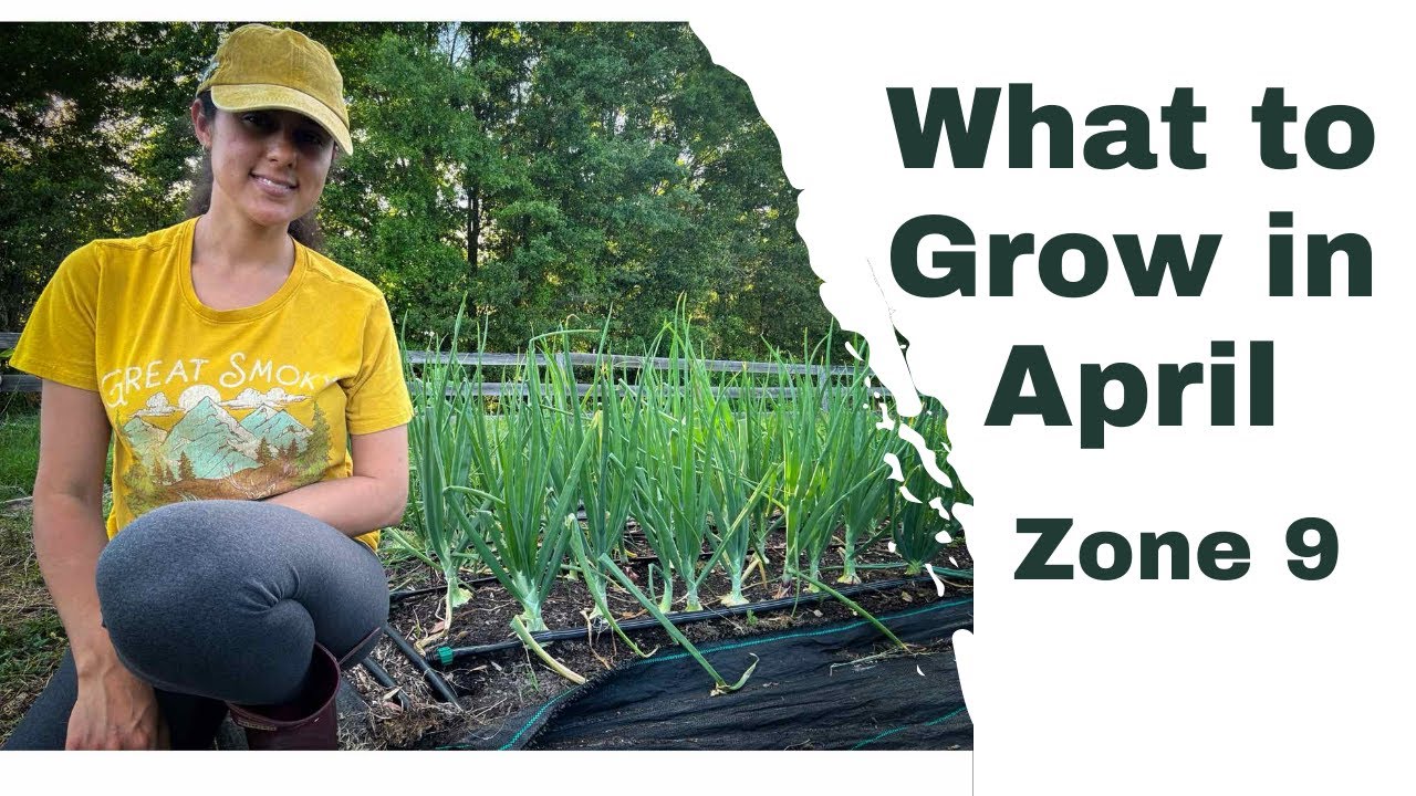 What to Plant in April in Zone 9 | Florida Gardening