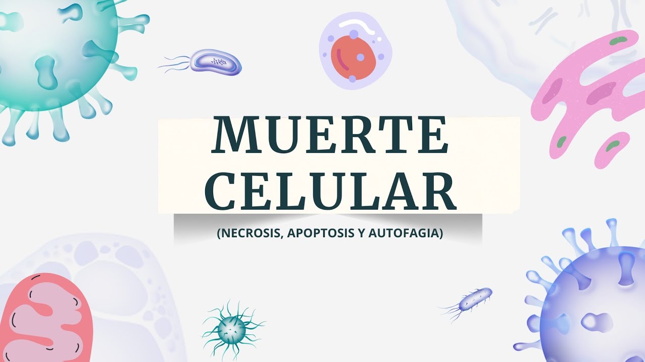 MUERTE CELULAR (Necrosis, Apoptosis y Autofagia) Sencillo y r&aacute;pido
