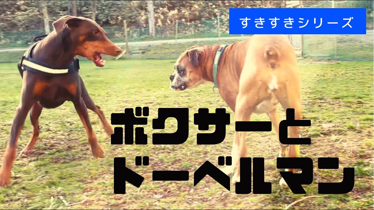 ボクサー&ドーベルマン仲良しすぎてMAX激しい。夕方ルーティン
