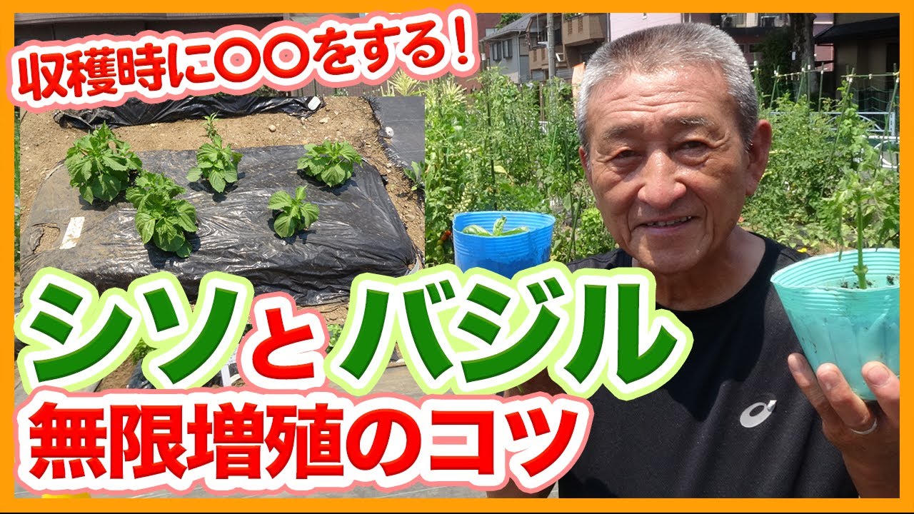 家庭菜園や農園のシソ栽培やバジル栽培で無限増殖させる方法を徹底解説！成功の秘訣は収穫時に〇〇するだけ！？/Tips for growing perilla and basil indefinitely