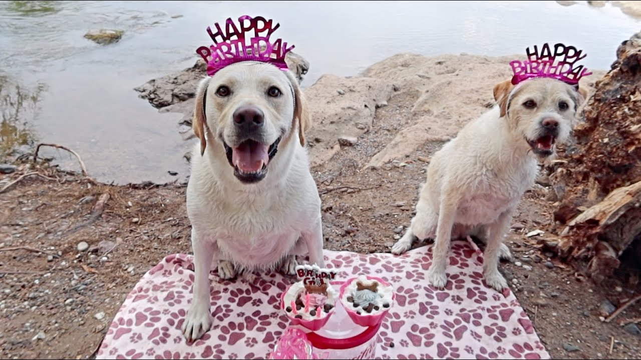 My Labrador's 3rd Birthday | River Surprise!!