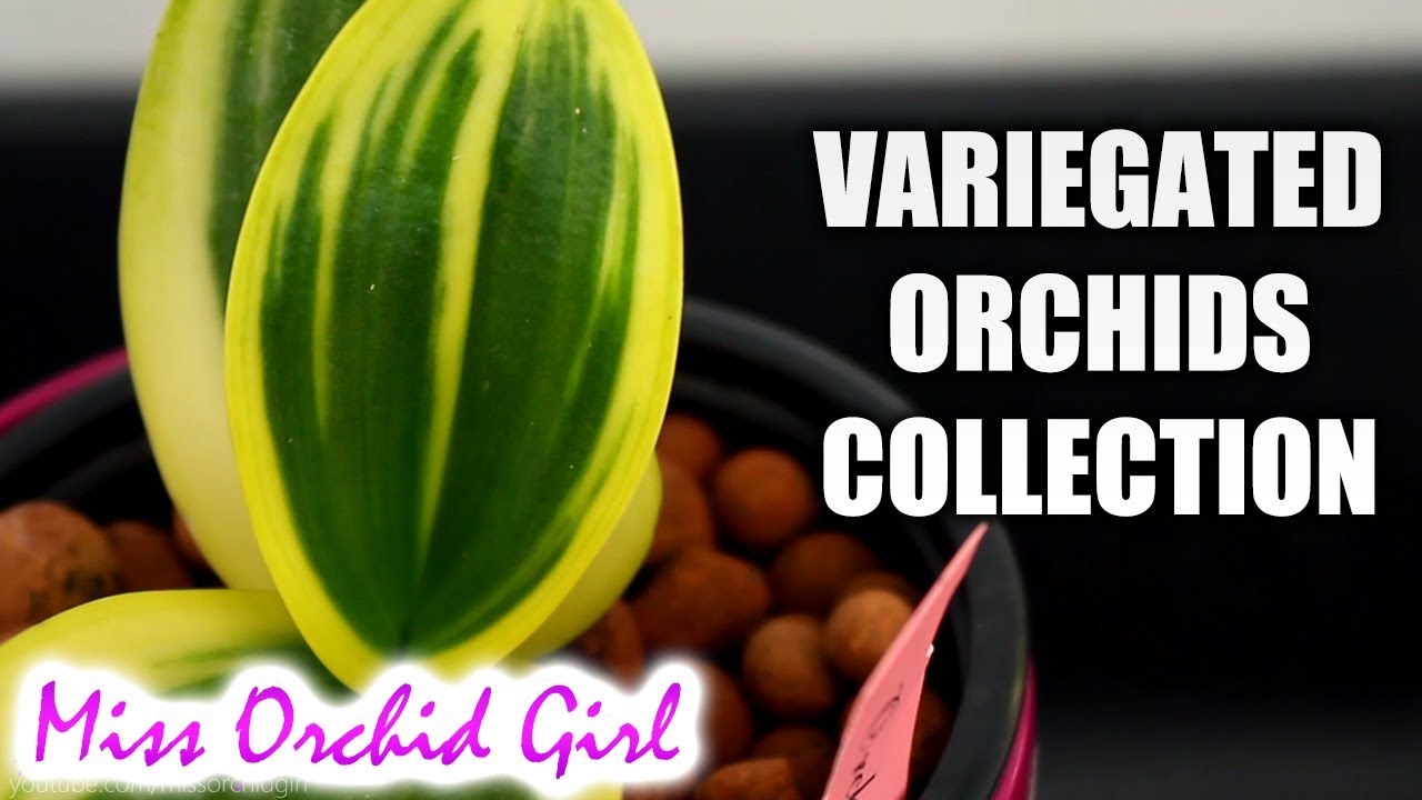 My variegated Orchids Collection + Surprise root color on Phalaenopsis!