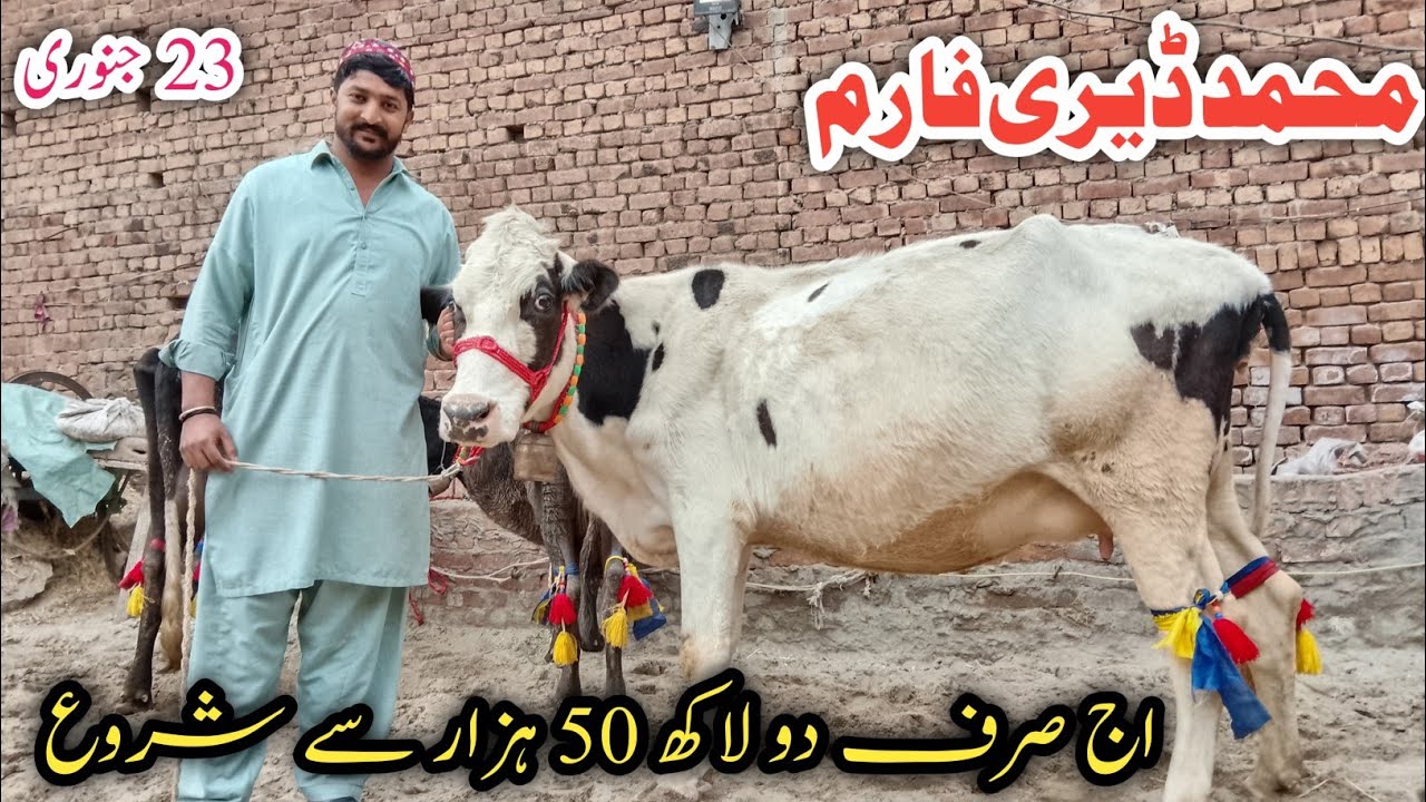 Low Price Cows Jarsey Fresian Australian Cholistani Cross breed cows fresh rates !Ali Best 